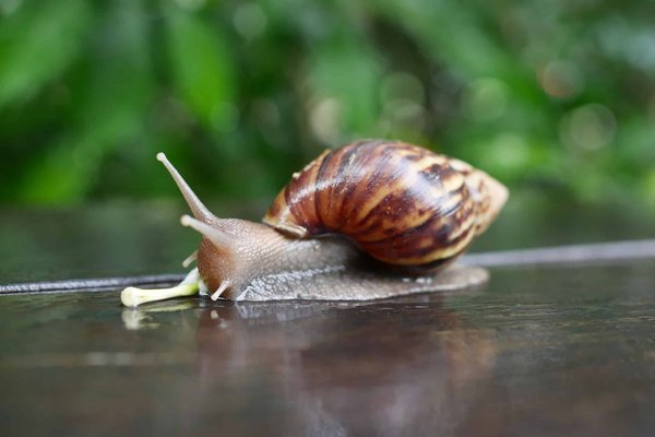 Routine de soins avec les produits Cosrx à la bave d'escargot