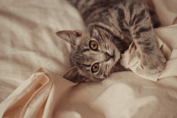 Optez pour des chaussettes de chat à petit prix