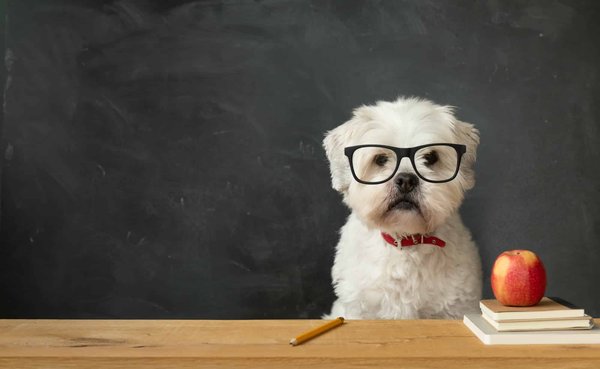Comment rendre un chien obéissant?